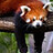 Ailurus_Fulgens