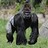 Apeking4