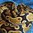 Ballpython777