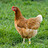 Chicken_Stripz
