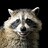 CommanderRaccoon