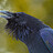 Corbeau