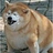 holypoohbear