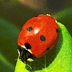 Avatar for ladybird