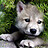 laiom_wolf