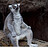 Leemur