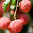 Lychee