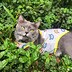 Avatar for MeowMeow422