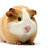 MrSnuffles