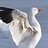 snowgoose