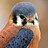 thekestrel