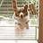 ToasterCorgi
