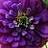 zinnia