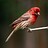 Martin_Perreault