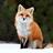 timefox1