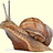 snail2go
