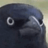 erasedbird