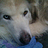 greypaws