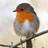 itsrobin4