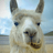 llamaffama