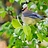 risingBirdSong