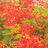 vikramnr