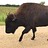 Buffalo Buffalo