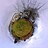 kinglet