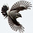Shrike